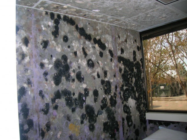Mold in flooded building