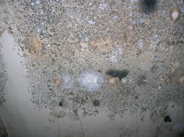 Mold on sheetrock